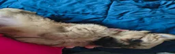 Mixed Breed dogs for sale: Baby Eva - Ad 28