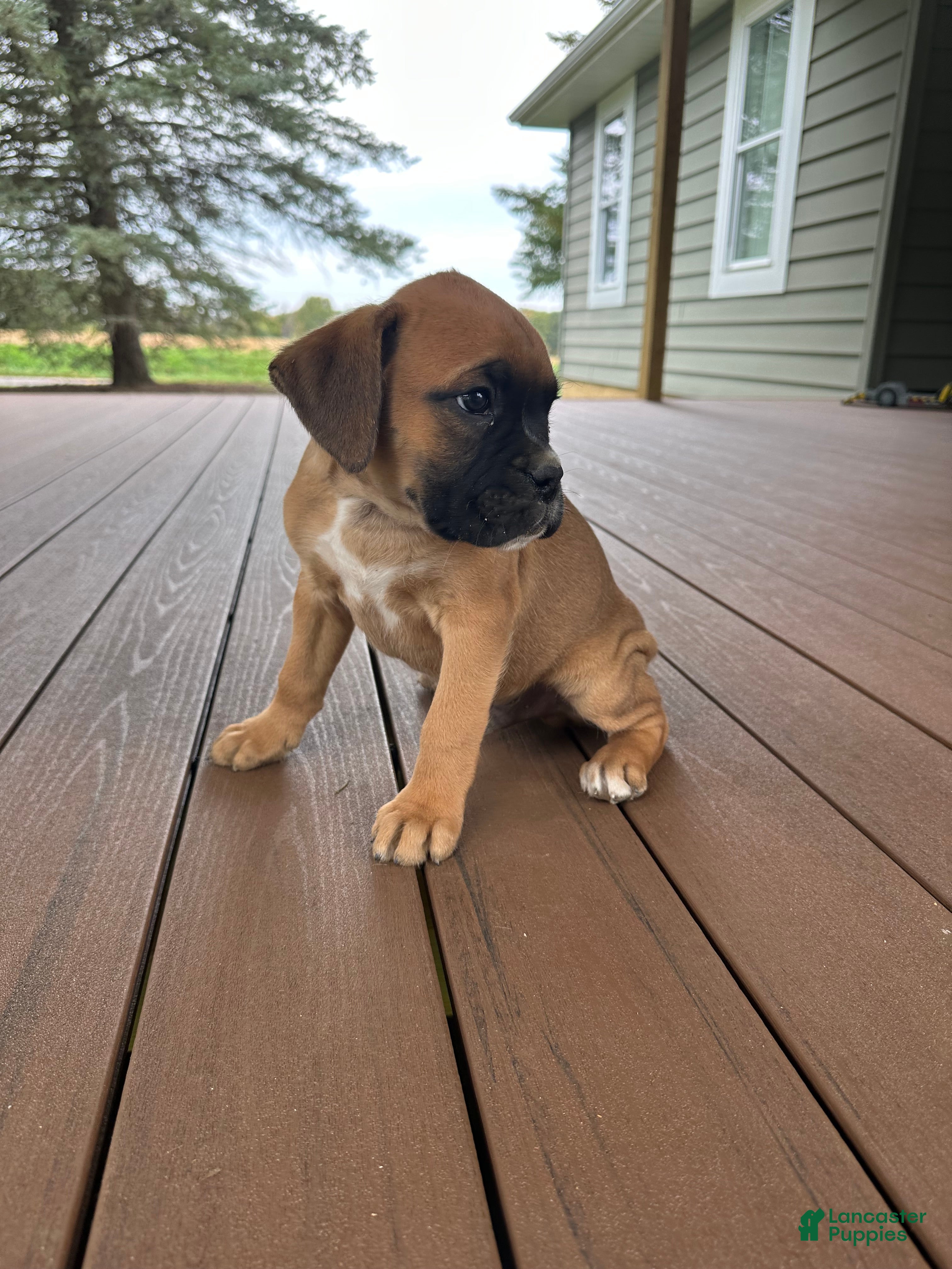 Boxer dogs for sale: Chico - Ad 1