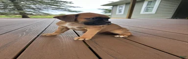 Chico
