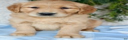Golden Retriever dogs for sale: Bruno - Ad 3