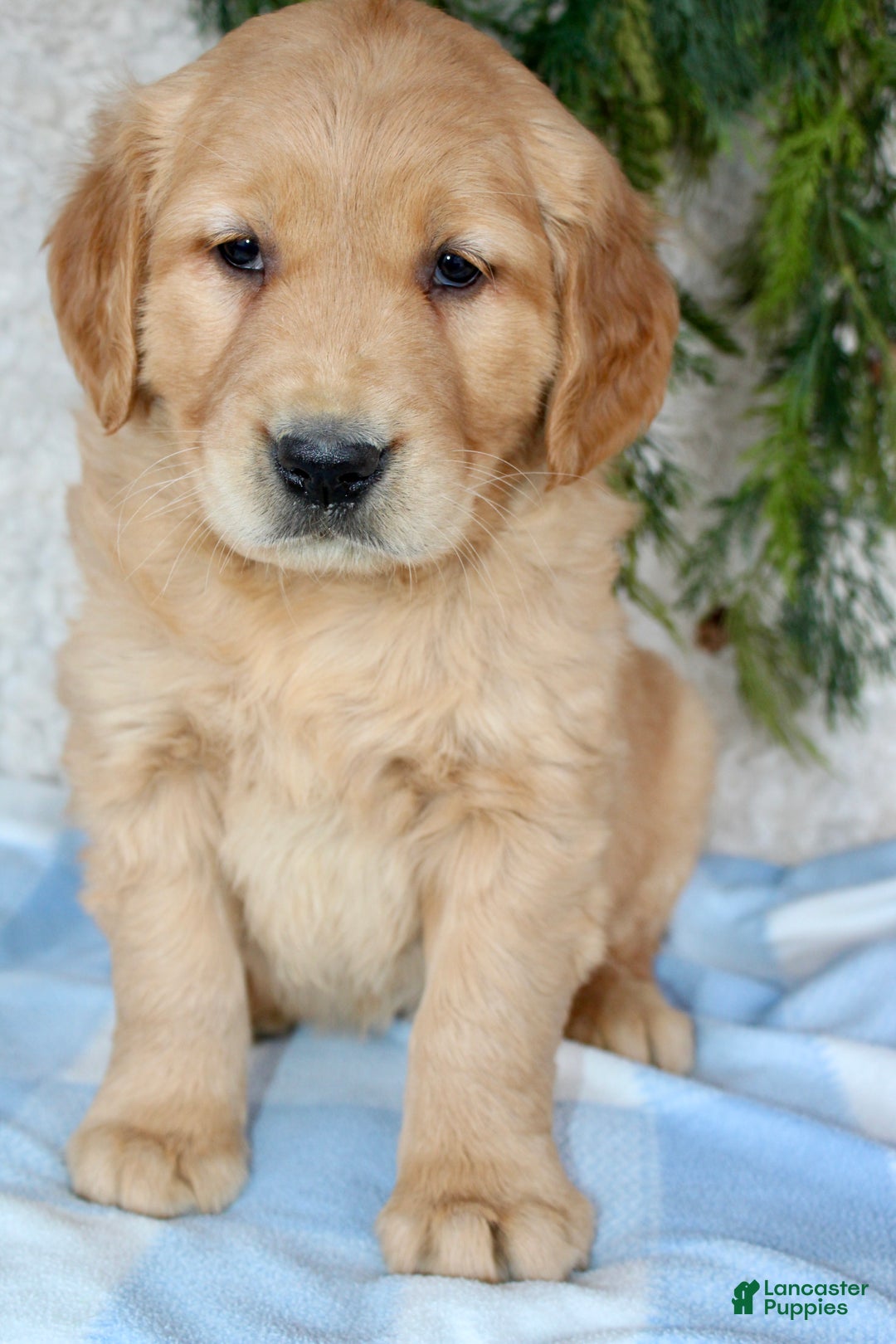 Golden Retriever dogs for sale: Bruno - Ad 3