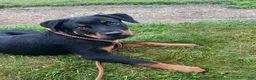 Rottweiler dogs for sale: Rottweiler 1 - Ad 5