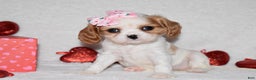 Cavalier King Charles Spaniel dogs for sale: Octavia  - Ad 3