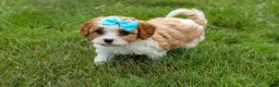 Cavapoo dogs for sale: Victor 🐾 - Ad 1