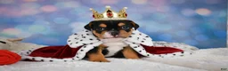 English Bulldog dogs for sale: Buddy - Ad 1
