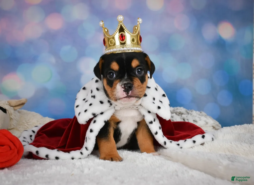 English Bulldog dogs for sale: Buddy - Ad 1