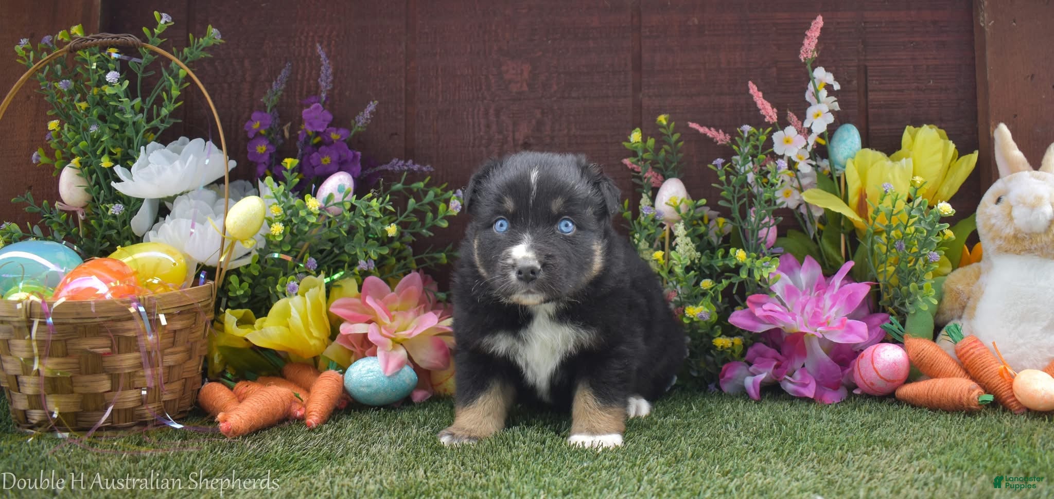 Australian Shepherd dogs for sale: Robbin 2 blue eyes - Ad 3