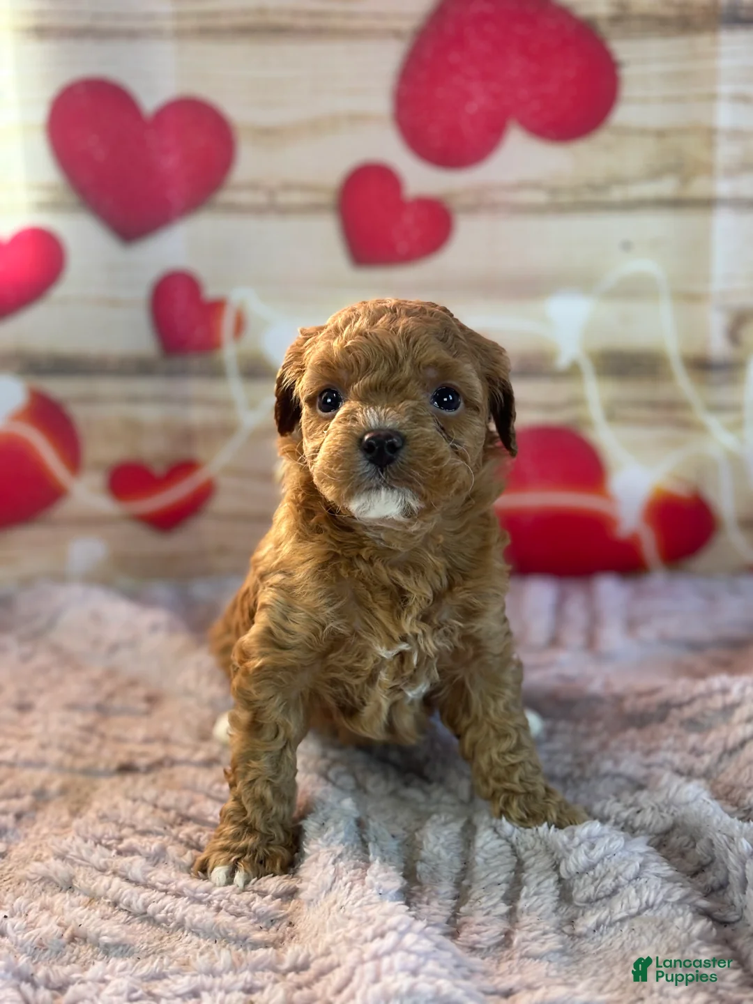 Goldendoodle dogs for sale: Felicity - Ad 1