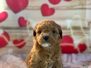 Goldendoodle dogs Felicity - Ad 31