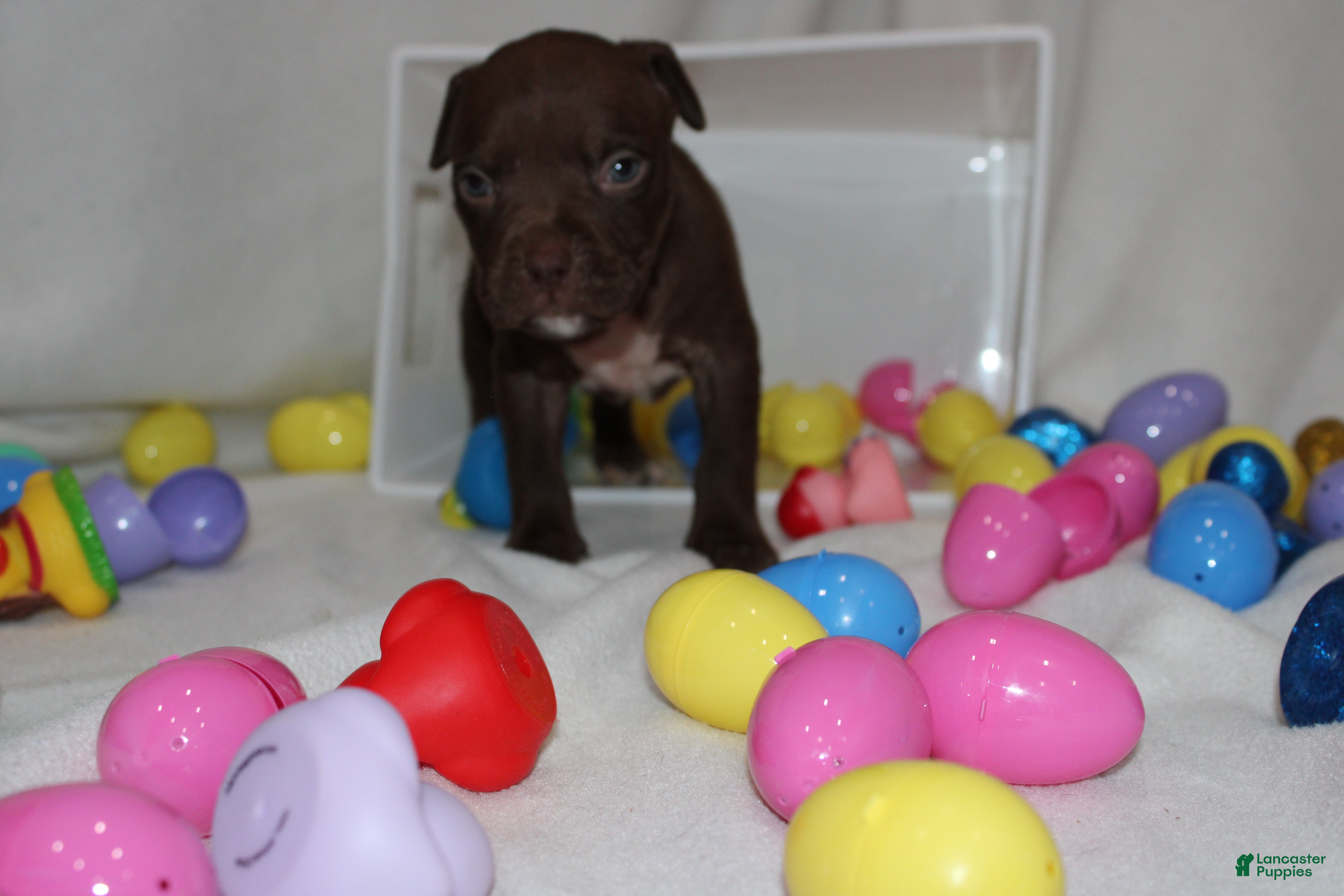 American Bully dogs Duce  - Ad 1