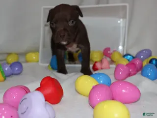 American Bully dogs Duce - Ad 1