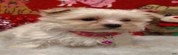Maltese dogs for sale: Olivia - pink - Ad 5