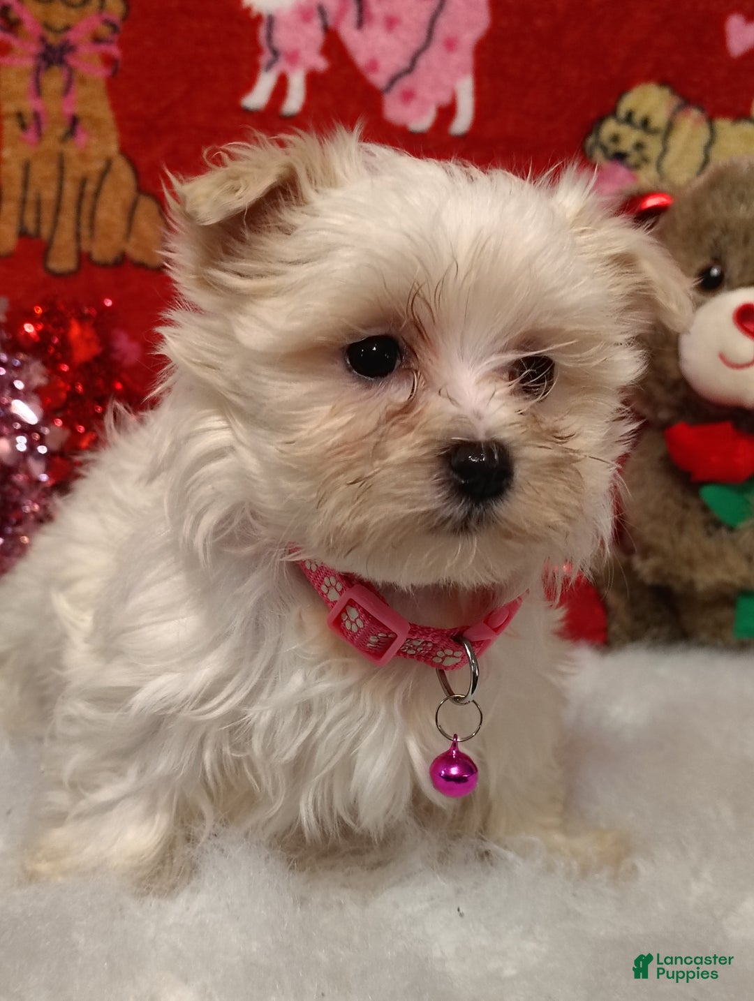 Maltese dogs for sale: Olivia - pink - Ad 5