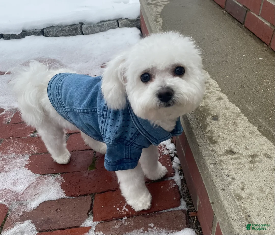 Bichon Frise dogs for sale: Bichon Frise Puppy 3 - Ad 2