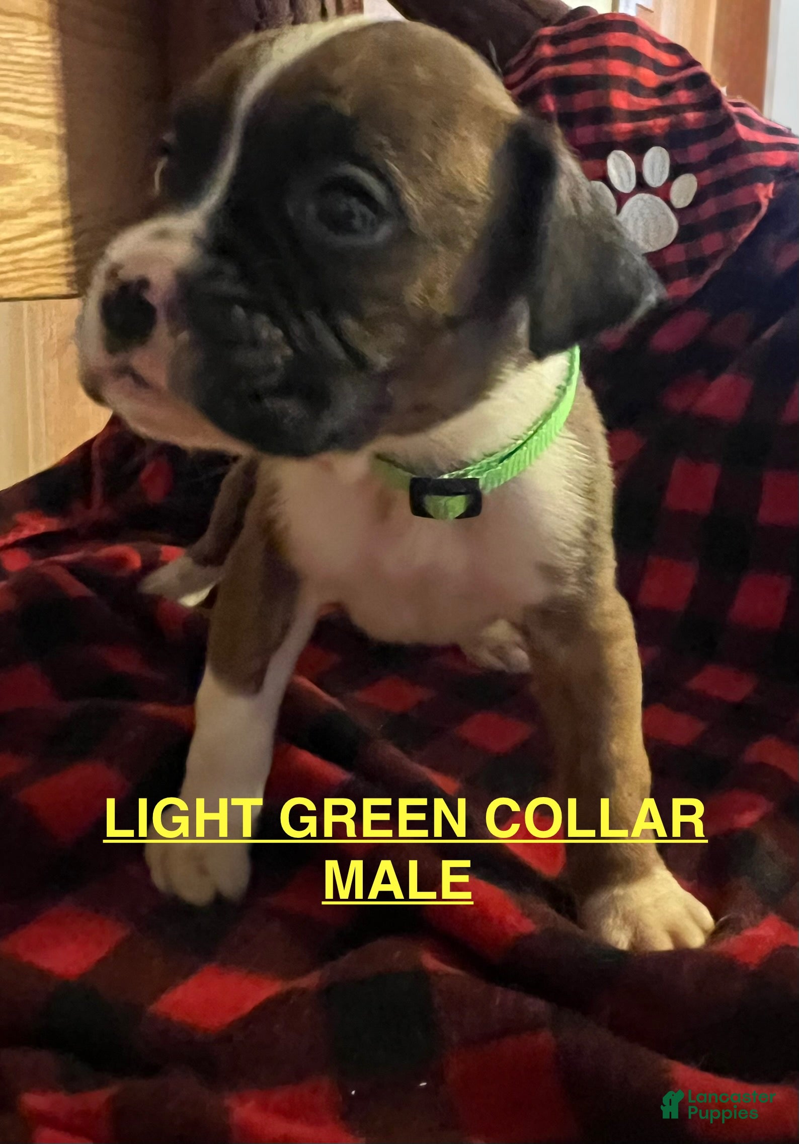 Boxer dogs Boxer Puppy 1 - Ad 9