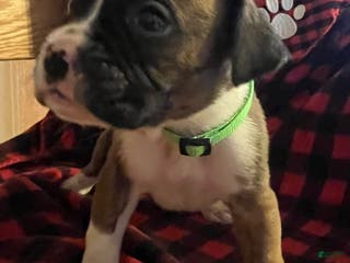 Boxer dogs Boxer Puppy 1 - Ad 38