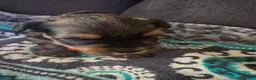 Yorkshire Terrier dogs for sale: Prince orange collar - Ad 5