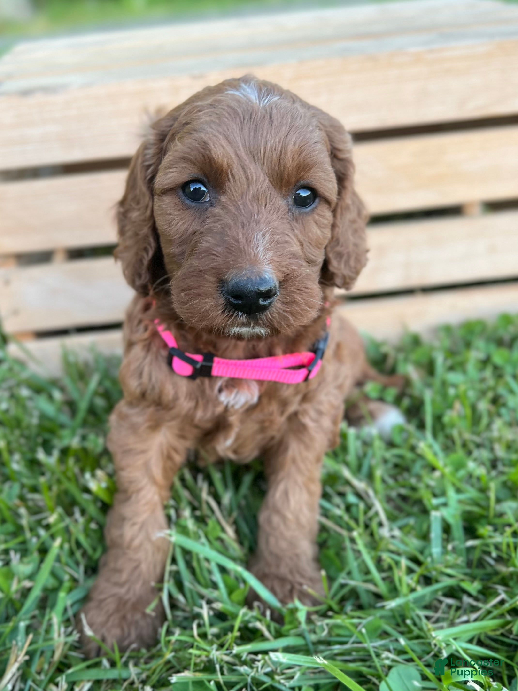 Irish Doodle dogs Oakley - Ad 2