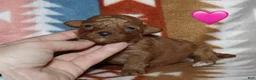 Toy Poodle dogs for sale: Reserved Summer’s red female - Ad 13