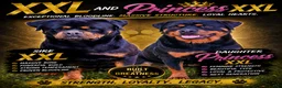 Rottweiler dogs for sale: XXL Heenoch  - Ad 7