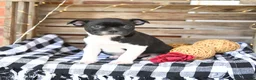 Boston Terrier dogs for sale: Zach - Ad 1