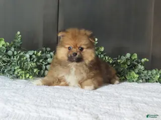 Pomeranian dogs for sale: BINGO - Ad 4