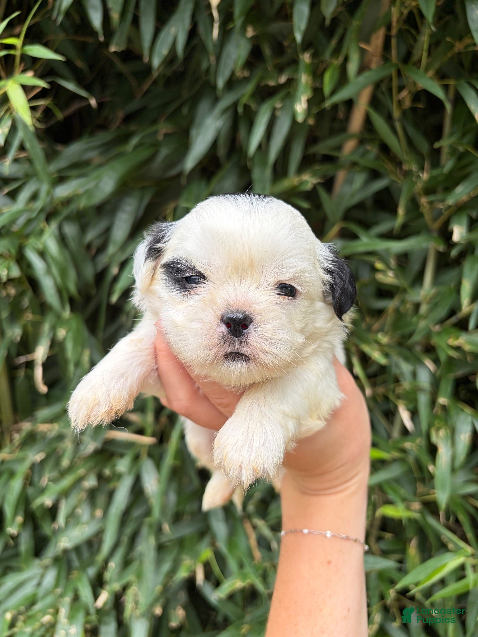 Shih Tzu dogs Shih Tzu 3 - Ad 21