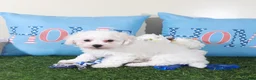 Bichon Frise dogs for sale: Chandler-Charming Male Bischon Frise Puppy - Ad 3