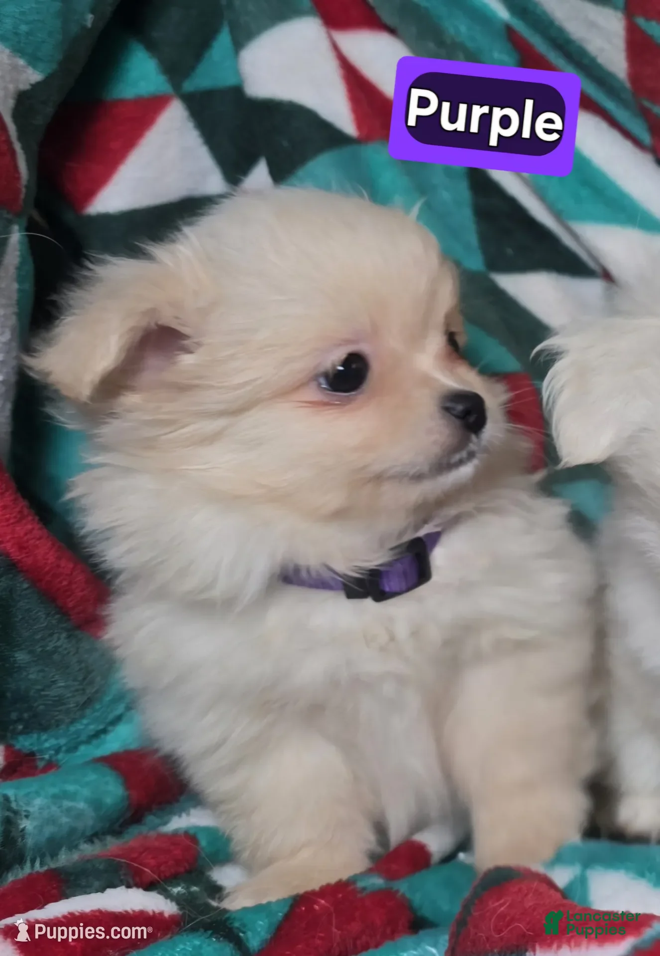 Mixed Breed dogs Dixxie (Pom + Peke) - Ad 13