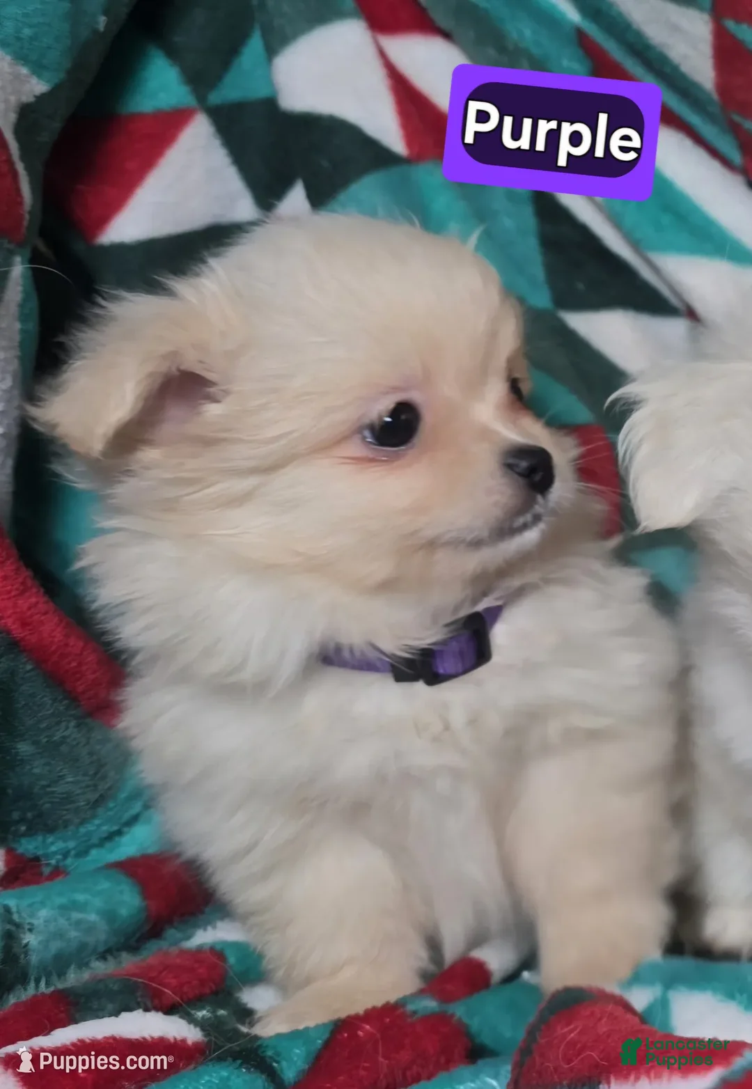 Mixed Breed dogs for sale: Dixxie (Pom + Peke) - Ad 2