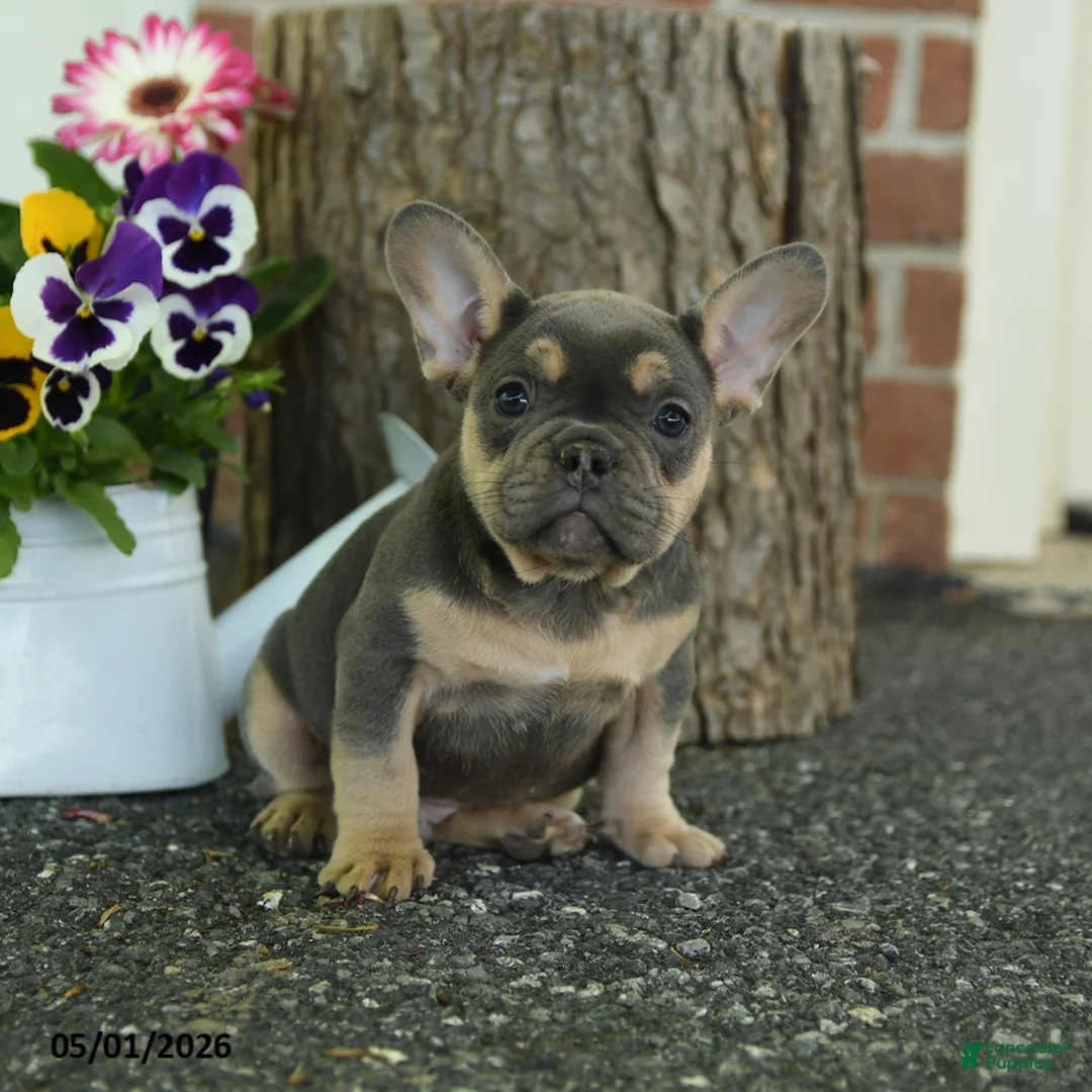 French Bulldog dogs for sale: Smokey - Ad 1