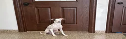 Italian Greyhound dogs for sale: JJ - Ad 3