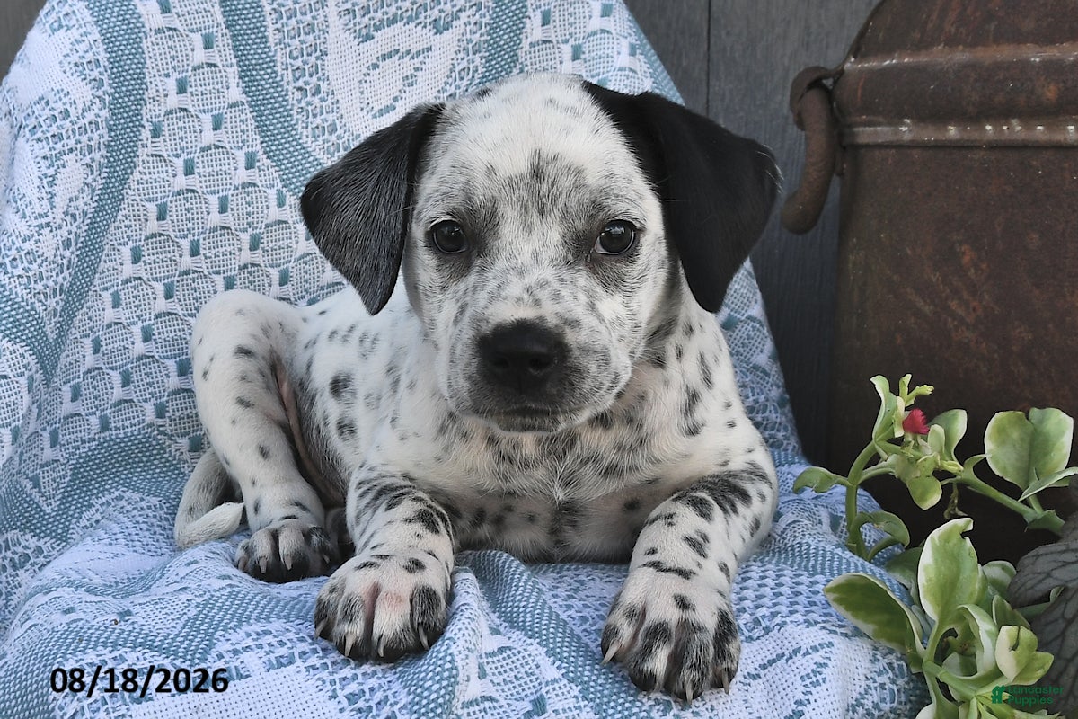 Mixed Breed dogs Sparkles - Ad 2