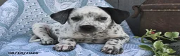 Mixed Breed dogs for sale: Sparkles - Ad 2