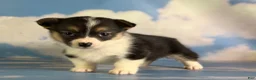 Welsh Corgi Pembroke dogs for sale: Aca Daphne natural bobtail Bluie and fluffy carrier triple clear - Ad 3