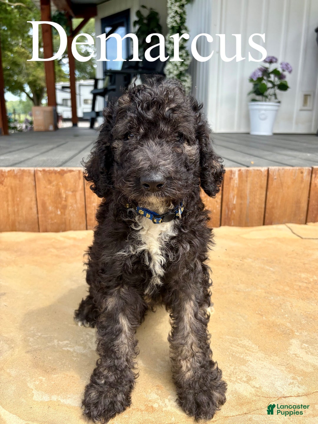 Bernedoodle dogs Demarcus - Ad 1