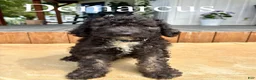 Bernedoodle dogs for sale: Demarcus - Ad 1