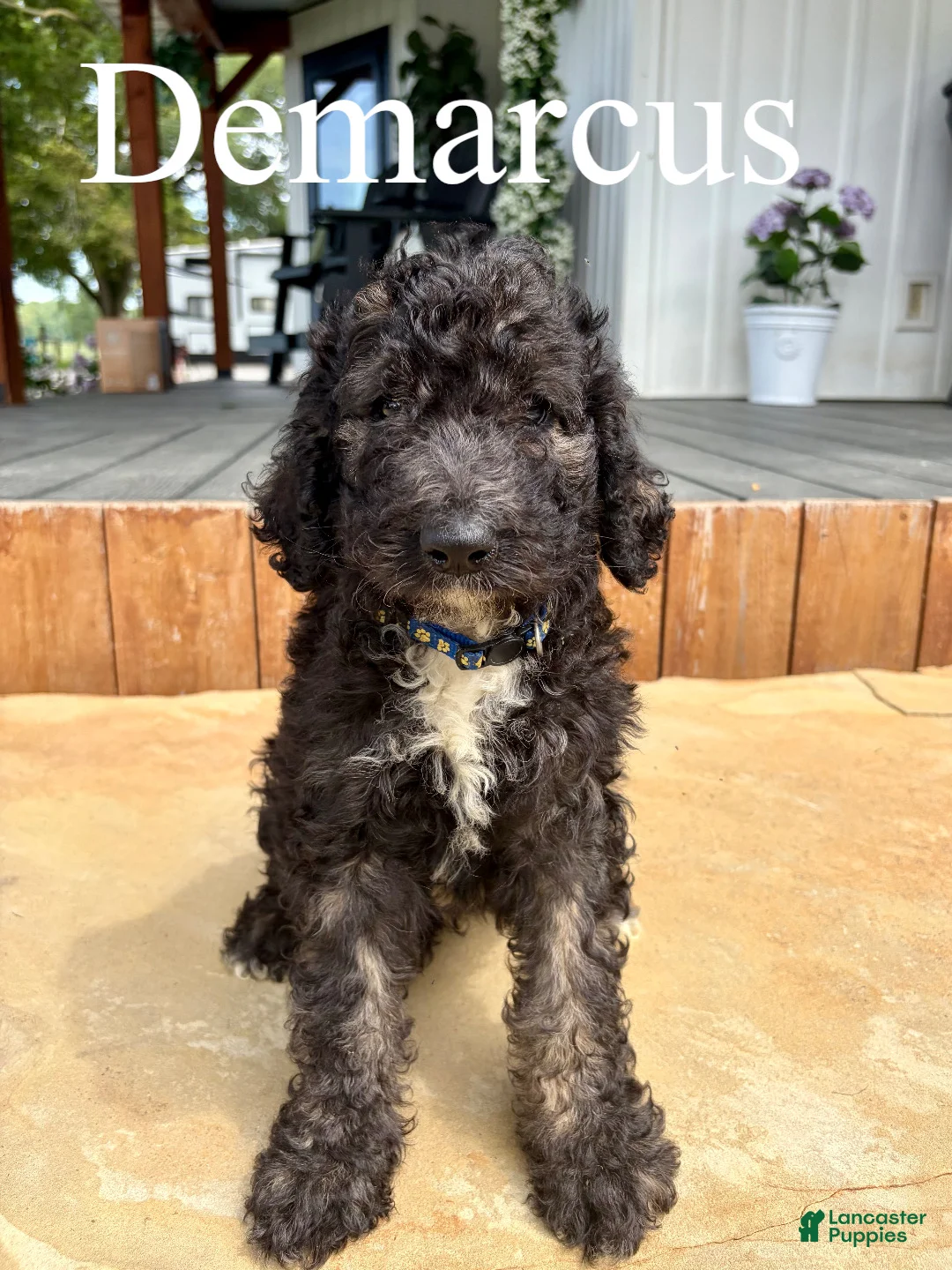 Bernedoodle dogs for sale: Demarcus - Ad 1