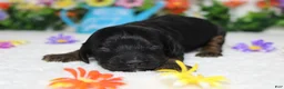 Cockapoo dogs for sale: Toffee  - Ad 4