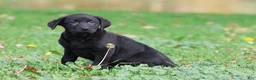 Labrador Retriever dogs for sale: Baker - Ad 3