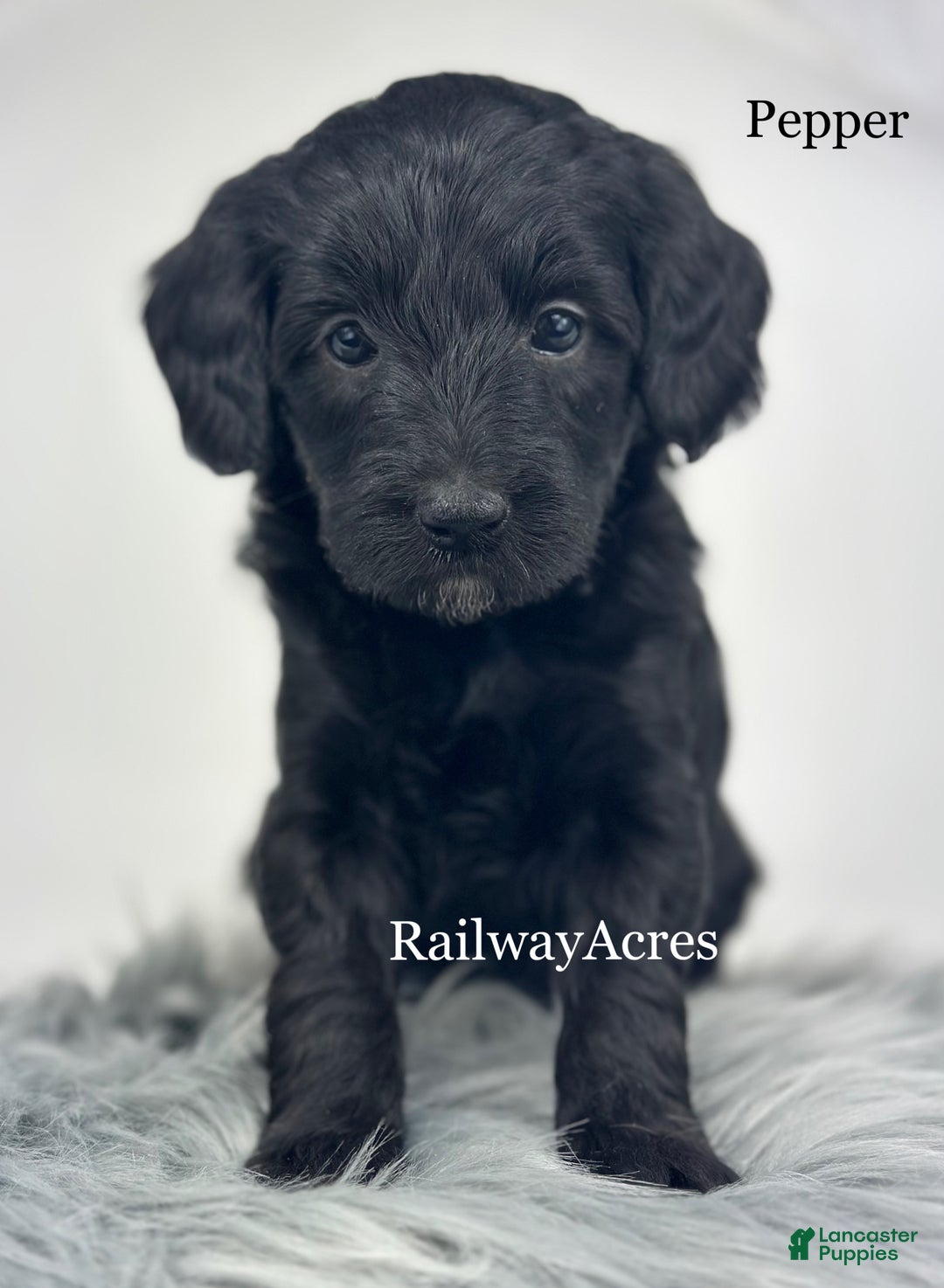 Mixed Breed dogs for sale: Pepper - Ad 2