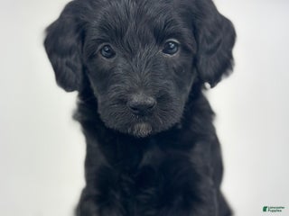 Mixed Breed dogs - Ad 42