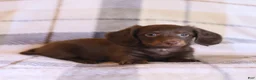 Miniature Dachshund dogs for sale: Snickers - Ad 7