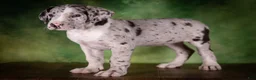 Great Dane dogs for sale: Twilight - Ad 5