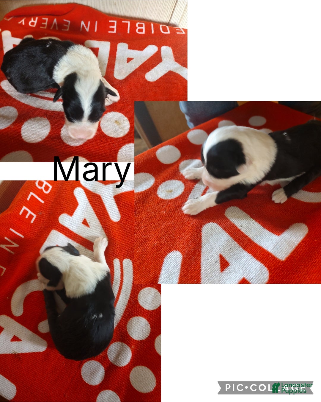 Old English Sheepdog dogs for sale: Old English Sheepdog Puppy 6 - Ad 1