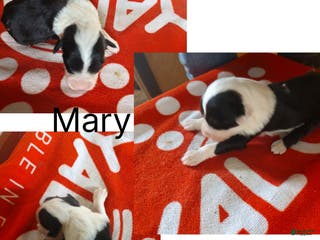 Old English Sheepdog dogs Old English Sheepdog Puppy 6 - Ad 26