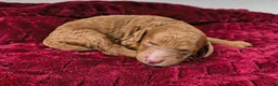 Mini Goldendoodle dogs for sale: Piglet - Ad 2