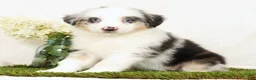 Miniature Australian Shepherd dogs for sale: Lacey - Ad 2