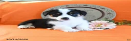 Welsh Corgi Pembroke dogs for sale: Eliza - Ad 4