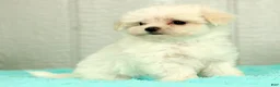 Maltese dogs for sale: Bobby - Ad 6